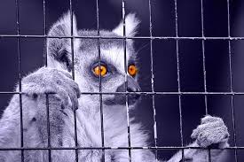caged animal